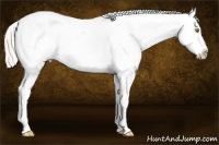 Horse Color:Silver Amber Champagne Dun Sabino Splash Frame Appaloosa 