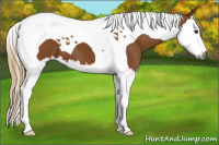 Horse Color:Gray Chestnut Splash Tobiano 