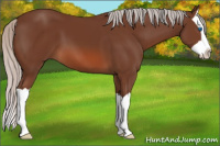 Horse Color:Silver Bay Splash 