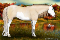 Horse Color:Buckskin Pearl Splash Rabicano