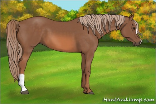 Horse Color: Liver Chestnut 