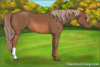 Horse Color:Liver Chestnut 