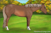 Horse Color:Liver Chestnut 
