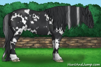 Horse Color:White Spotted Black 