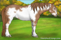 Horse Color:Chestnut Sabino Frame