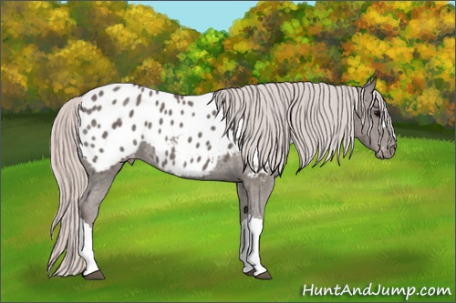 Horse Color: Silver Black Blanket 