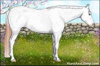 Horse Color:Amber Champagne Appaloosa 