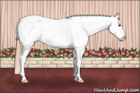 Horse Color:Classic Champagne Appaloosa 