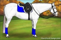 Horse Color:White Spotted Bay Appaloosa 
