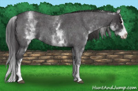 Horse Color:White Spotted Smoky Blue Roan Splash 