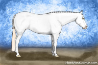 Horse Color:Gold Champagne Appaloosa