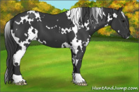 Horse Color:White Spotted Brown 