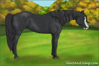 Horse Color:Black Splash