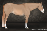 Horse Color:Red Dun Splash 