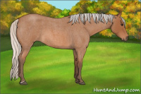Horse Color:Silver Bay Roan