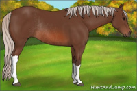 Horse Color:Silver Brown Rabicano 
