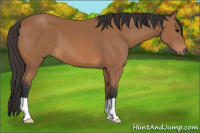 Horse Color:Bay 