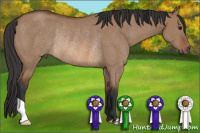 Horse Color:Bay Dun Rabicano 