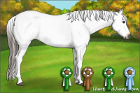 Horse Color:Gray White Spotted Black Appaloosa 