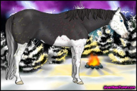 Horse Color:Smoky Black Splash 