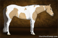 Horse Color:Buckskin Tobiano 