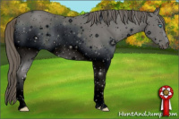 Horse Color:ERROR: UNKNOWN ANOMALY