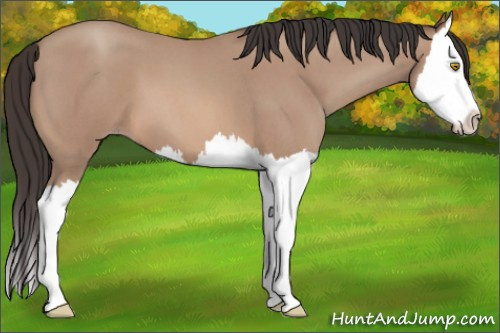 Horse Color: Sable Champagne Roan Splash 