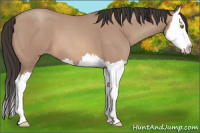 Horse Color:Sable Champagne Roan Splash 