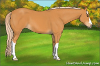Horse Color:Palomino 