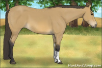Horse Color:Buckskin 