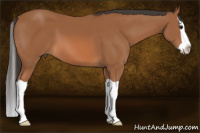 Horse Color:Bay Splash 
