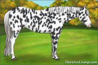 Horse Color:Black Appaloosa
