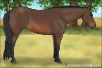 Horse Color:Bay Sabino