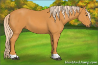 Horse Color:Palomino 