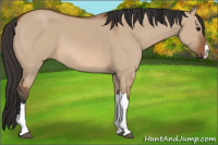 Horse Color:Bay Dun