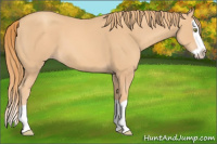 Horse Color:Gold Champagne Splash