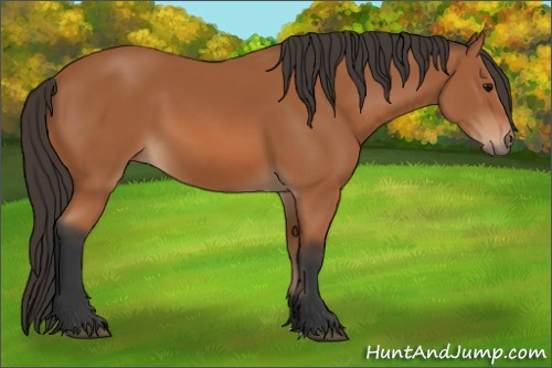 Horse Color: Bay 