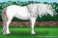 Horse Color:Liver Chestnut Leopard 