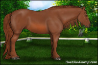 Horse Color:Liver Chestnut 