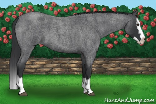 Horse Color: Blue Roan Splash 