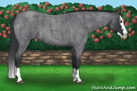Horse Color:Blue Roan Splash 