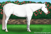 Horse Color:Brown Appaloosa 