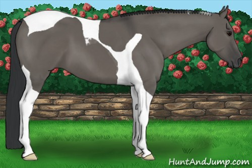 Horse Color: Grullo Tobiano 