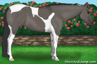 Horse Color:Grullo Tobiano 