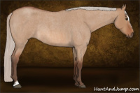 Horse Color:Silver Bay Roan Dun Sabino Rabicano 