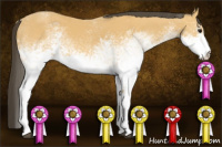 Horse Color:White Spotted Buckskin 