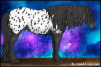 Horse Color:Brown Appaloosa