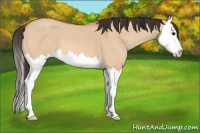 Horse Color:Bay Dun Splash 