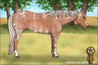 Horse Color:Silver Bay Ice Roan Sabino