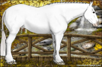 Horse Color:Silver Brown Splash Appaloosa 